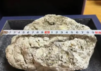 游客捡到800万龙涎香?业内人士发声 背后真相实在让人惊愕