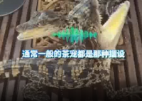 男子养2条活体mini鳄鱼当茶宠 究竟是怎么回事？