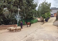 网红小英不能开着路虎卖惨 究竟是怎么回事？