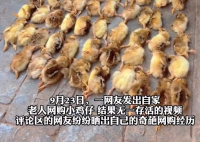 爷爷网购50只鸡仔无一存活 究竟是怎么样的？