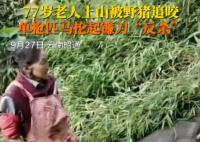 77岁老太被野猪咬伤后将其反杀 到底是什么情况？