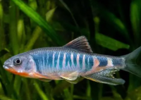 华东地区发现鱼类新物种虹彩马口鱼 究竟是怎么样的？