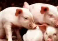 养猪年薪70万!起底猪饲养员高薪之谜 原因竟是这样太意外了