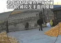 七台河市正在用无人机寻找老虎踪迹 黑龙江七台河老虎2024最新消息