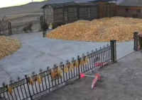 东北虎视频发布者称山上常有野猪熊 究竟是什么样的？