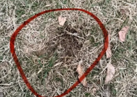 广东宠物狗中毒事件死亡数字还在增加 原因竟是这样太恐怖了