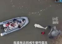 泰海域发现无头“美人鱼”疑遭猎杀 背后真相实在让人惊愕