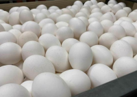 台鸡蛋供过于求却涨价引发垄断质疑 为什么引争议原因揭秘