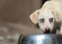 流浪狗撞翻骑车人 投喂者赔了6万 这也太无奈了