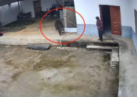 野猪闯入民宅 老人被撕咬身亡 恐怖至极真相简直太悲剧