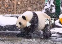 熊猫玩雪滚成了椰蓉面包 这也太美了
