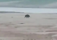 长江“网红小岛”惊现大野猪 怎么野猪这么多？