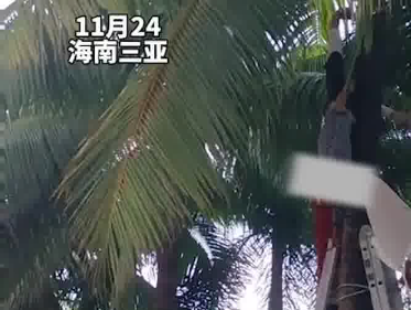77岁大爷凌晨摘椰子倒挂树上2小时 这也太吓人了