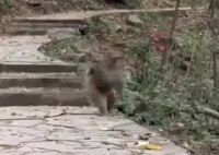 黔灵山网红猴 撒丫子狂奔具象化 到底是什么样的？