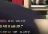 大冰直播时被狗拖走 究竟是怎么回事？