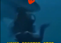 中国游客在马尔代夫潜水遭鲨鱼咬头 画面曝光实在太恐怖了