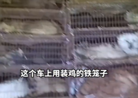 载有500多条狗的货车被截停 几百只狗受冻流血被装鸡笼塞满卡车