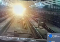 南京地铁隧道内出现野猪 监控曝光 到底是哪里来的？