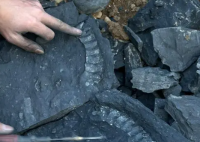 杭州发现两亿年前鲨鱼化石 始料未及真相简直太罕见了