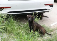 居民被自家狗咬伤患狂犬病死亡 悲剧真相简直太无奈了