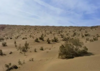 甘肃阳关保护区发现存活200年梭梭林 这也太罕见了吧