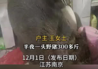 半夜天花板上掉下一只300斤野猪 原因竟是这样太恐怖了