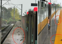 高铁站台现成群小鸟尸体?多方回应 罕见至极真相简直太意外了