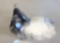 两只大型犬围咬女子 狗主人接受调查 恐怖至极真相简直太吓人了