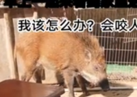 野猪每天“蹭吃”被男子暂时收养 画面曝光简直太意外了