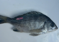 网友钓到带编码的鱼 出处找到了 到底是什么情况？