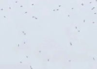 蔡国强烟花秀大量无人机坠海 原因竟是这样太崩溃了