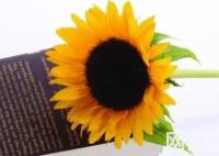 聊城大学录取分数线2025年(高考各专业分数线排名位次汇总)