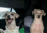 狗生没有售价 铁腚直达老家 要忍受长时间的颠簸和疲劳