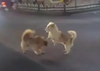 小狗掐架导致堵车 因为太萌没人劝架 为什么引热议什么原因？