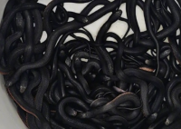 澳一男子在家后院发现102条毒蛇 背后真相实在让人惊愕