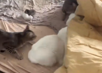 租客失联留下13只猫 原因竟是这样太崩溃了