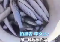 潍坊海面冻住大量梭鱼根本捡不完 到底是什么情况？