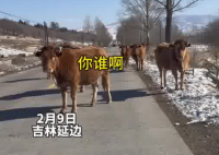 女子路遇牛儿堵路 礼貌打招呼通过 究竟是怎么回事？