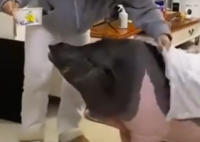 女子养的宠物猪一年长到300多斤 画面曝光简直太意外了