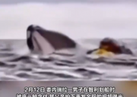 男子划船时被座头鲸吞下后吐出 究竟是怎么回事？
