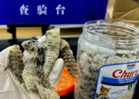 海关查获1.2公斤生腌响尾蛇 内幕曝光简直太意外了