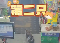 流浪猫生产后把小猫崽叼给店主 背后真相实在让人惊愕