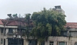长沙一小区楼顶被种出茂密“丛林” 为什么会有这么多树？