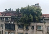 长沙一小区楼顶被种出茂密“丛林” 为什么会有这么多树？