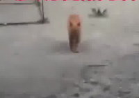 男子时隔6年回老家发现老猫还在守家 内幕曝光简直太意外了