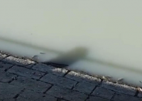 山东一河流水体呈乳白色 官方回应 背后真相实在让人惊愕