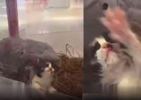 苏州一抓娃娃机惊现活体小猫 始料未及真相简直太意外了