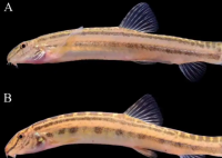 北京发现鱼类新物种以Beijing命名 究竟是怎么回事？