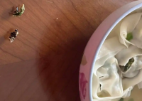 盒马馄饨疑吃出蟑螂 当地市监局回应 事件始末2025最新消息