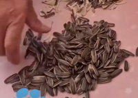 50岁男子戒烟后吃瓜子致胸部变大 内幕实在让人惊个呆